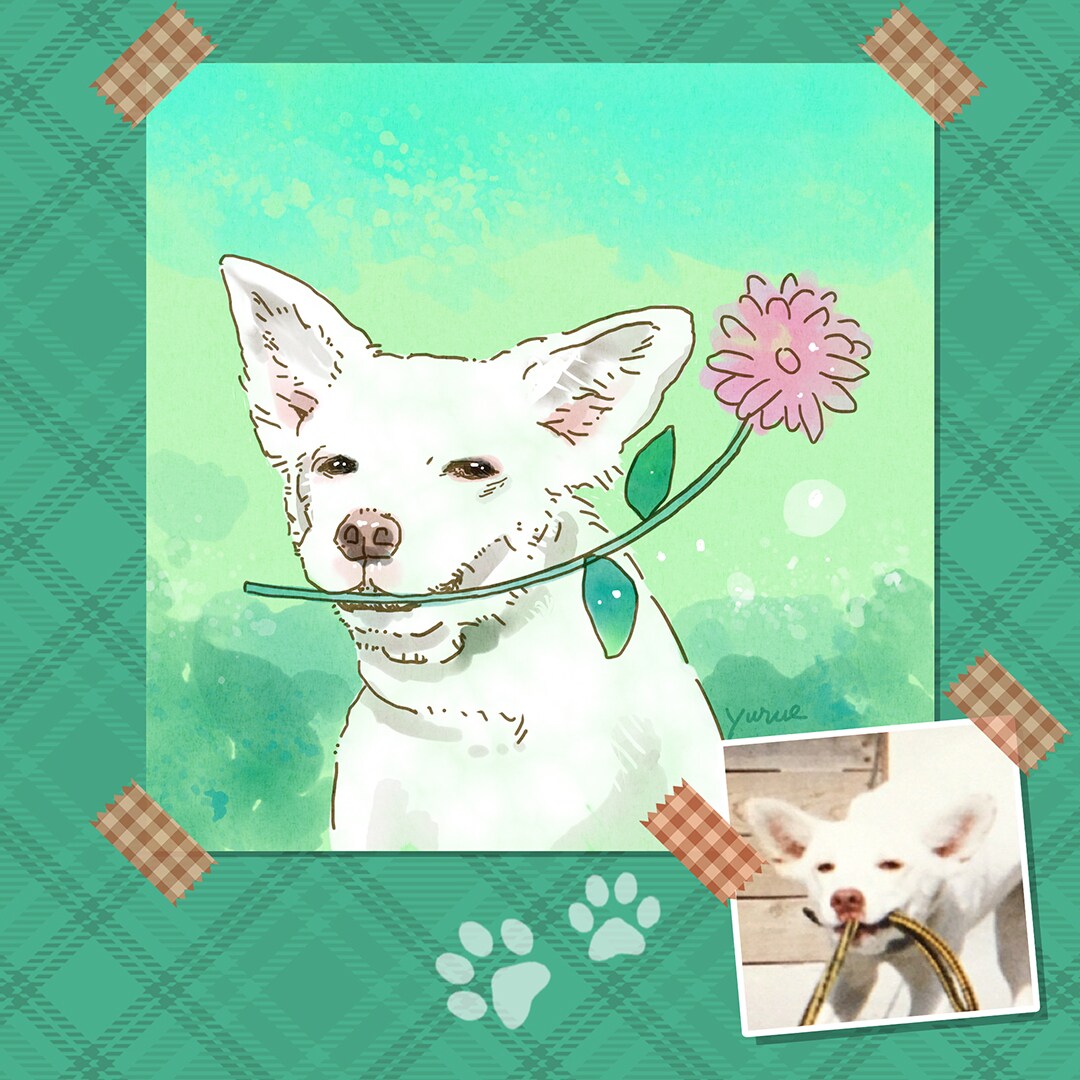 ゆるタッチのペット似顔絵実績