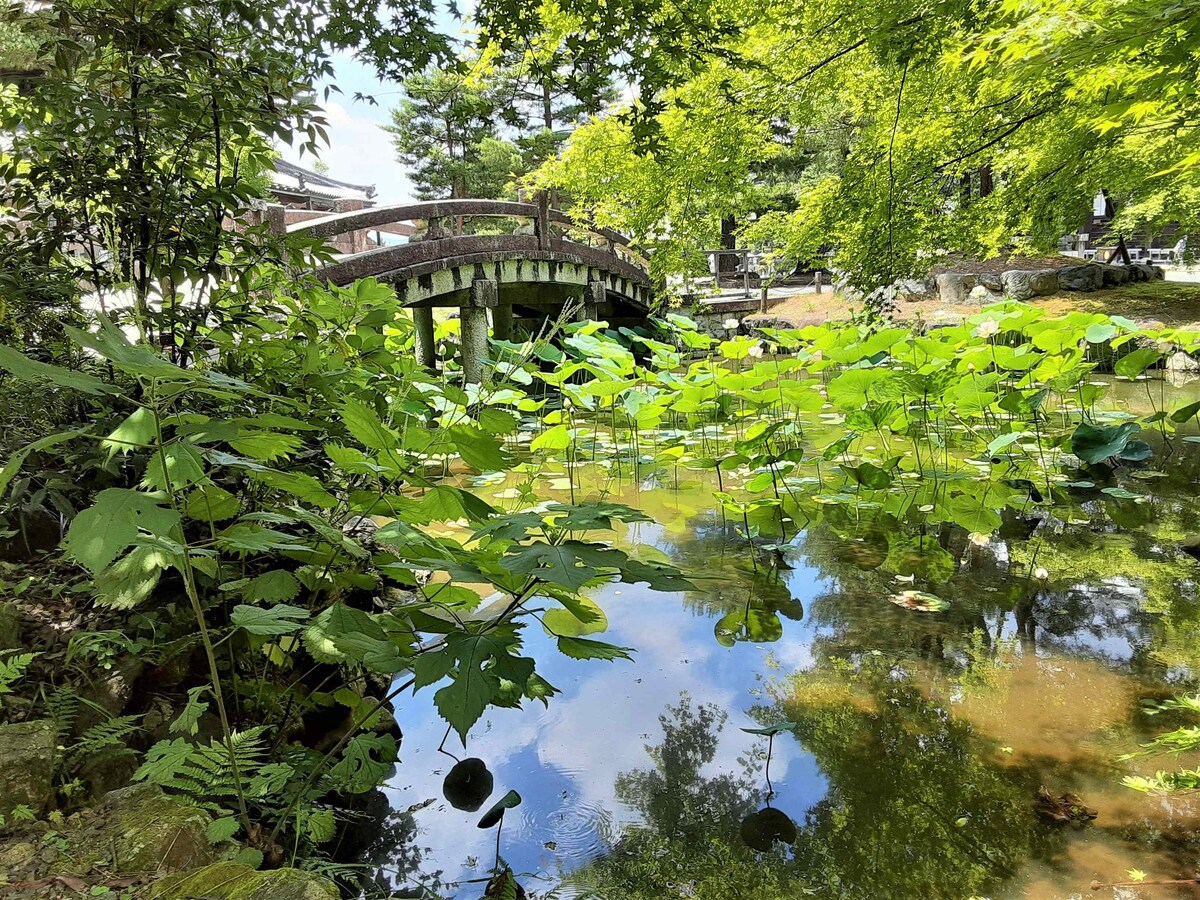 京都ぶらり知恩院さんの蓮池