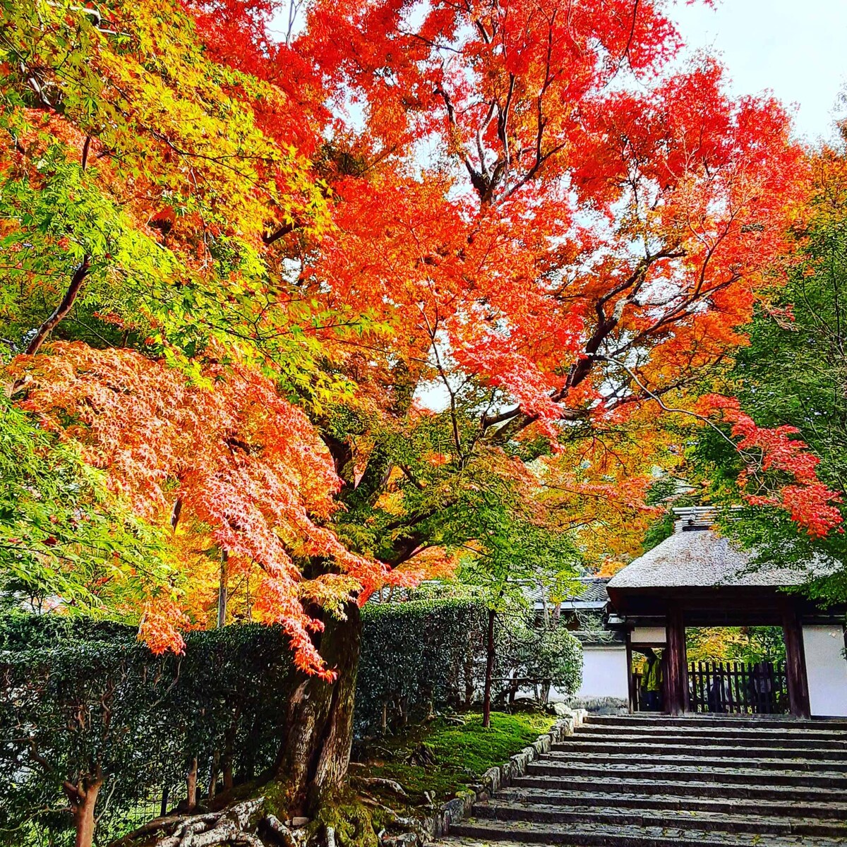 京都ぶらり季節の写真素材提供