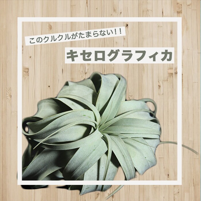 Instagram用のアイキャッチ