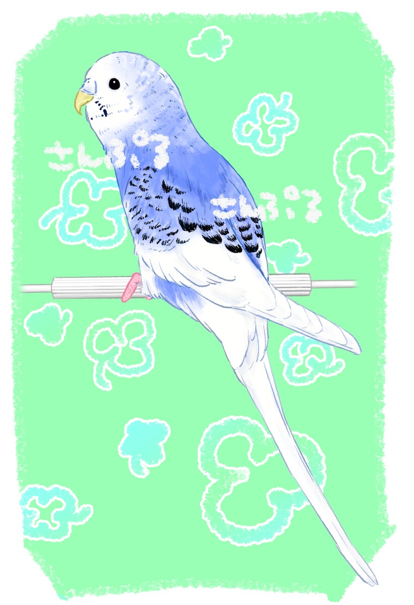 セキセイインコのおんなのこ