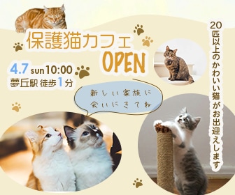 【自主制作】保護猫カフェオープン広告バナー