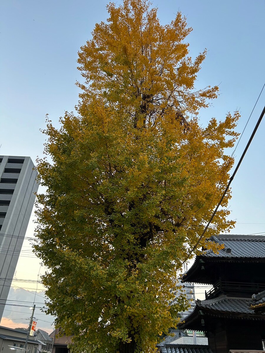 銀杏の木が黄色に色づいて綺麗です❇︎