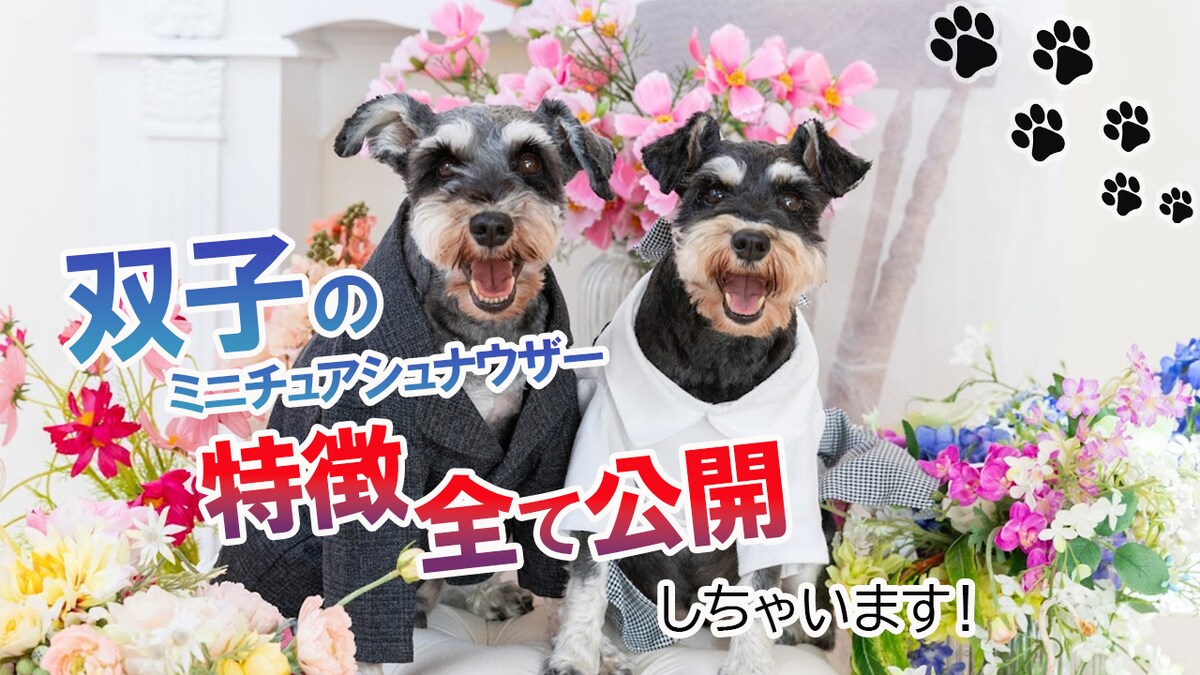 双子のミニチュアシュナウザーの特徴