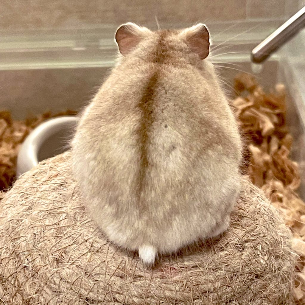 ハムちゃん⭐︎