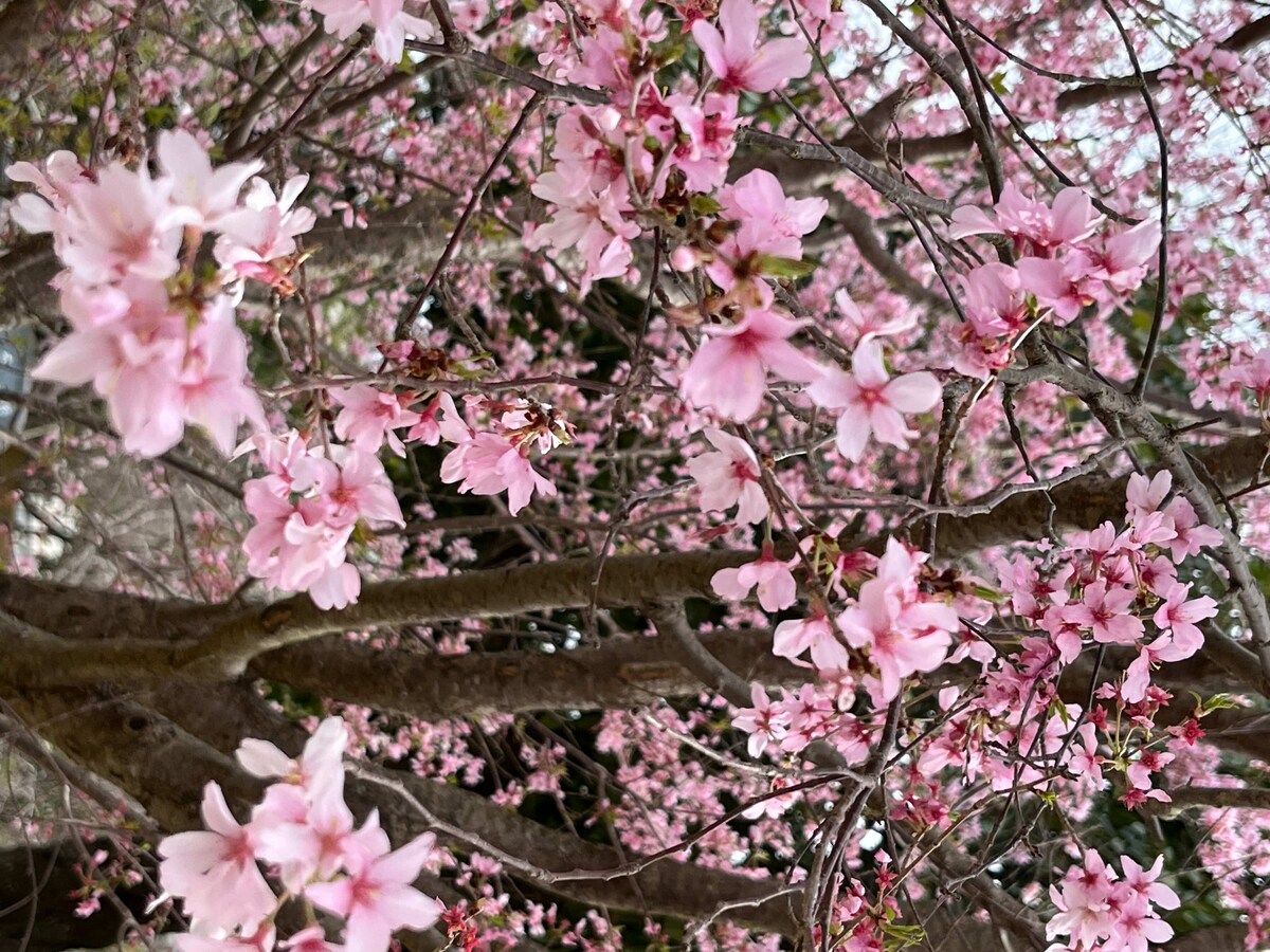 写真に手をかざしてヒーリングを受け取ってくださいね