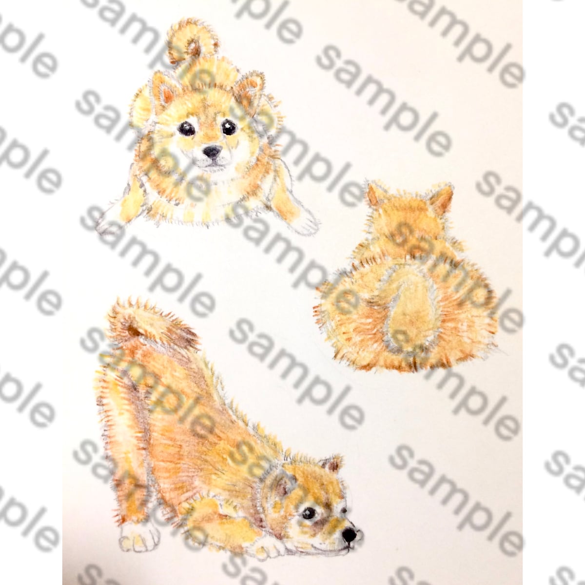 柴犬のイラスト(アナログ)
