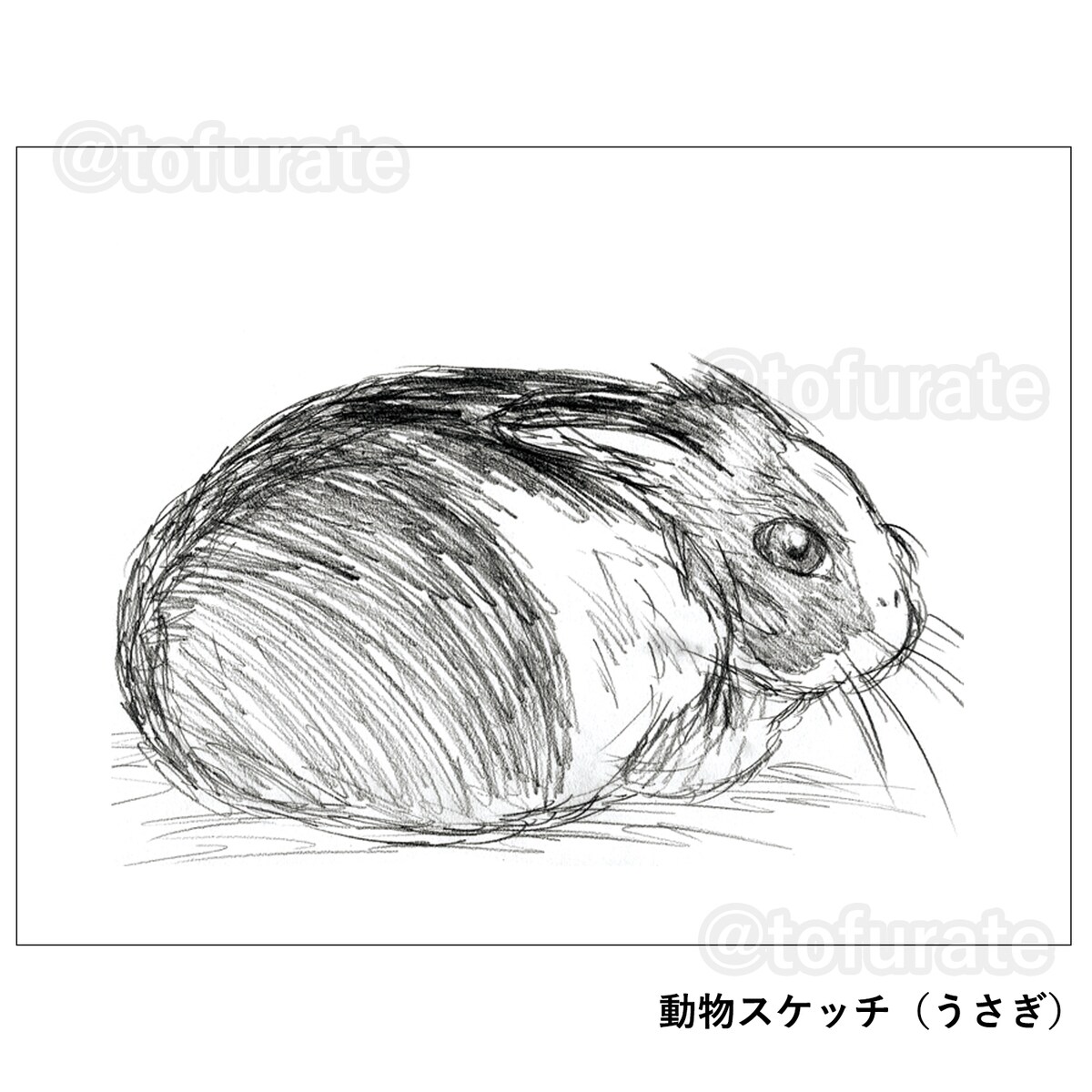 丸まっているうさぎ