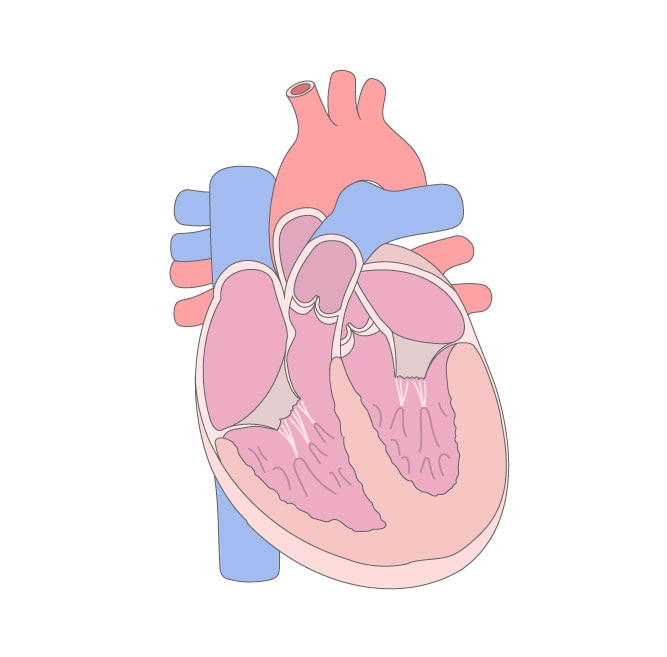 心臓のシンプルイラスト