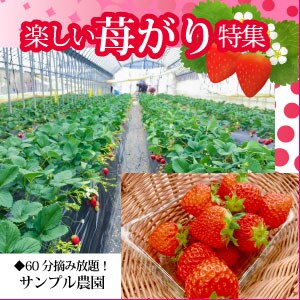 苺がりのバナー広告【サンプル】