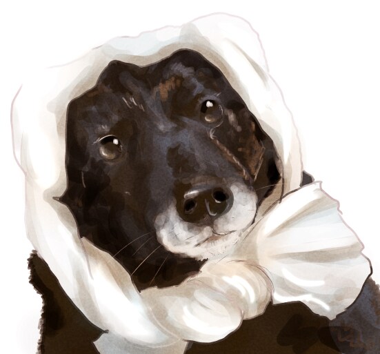 甲斐犬ちゃんの似顔絵