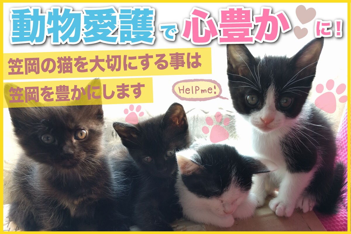 クラウドファンディング用の画像になります。
