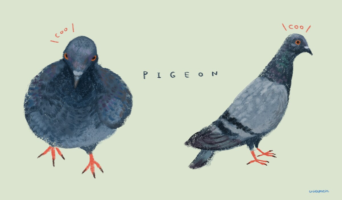鳩