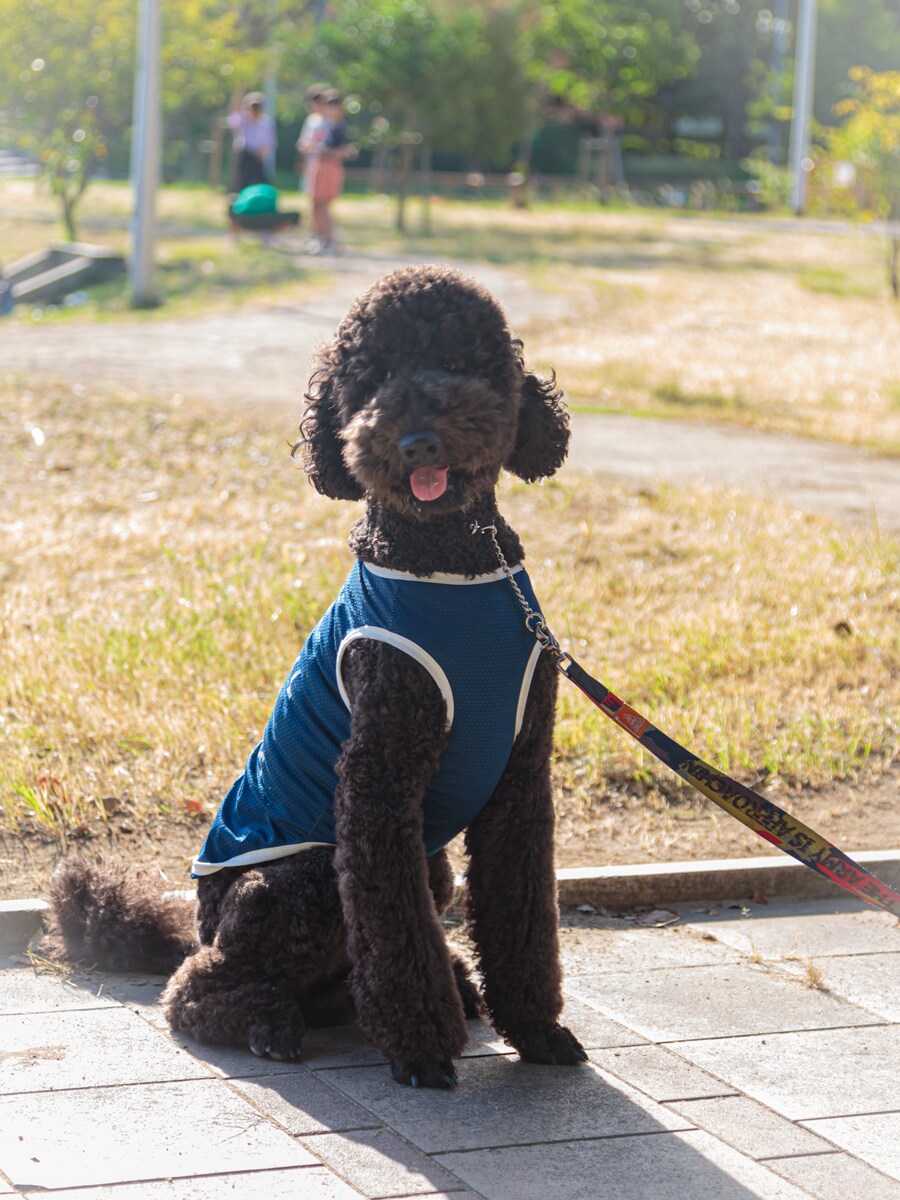 公園で出会った