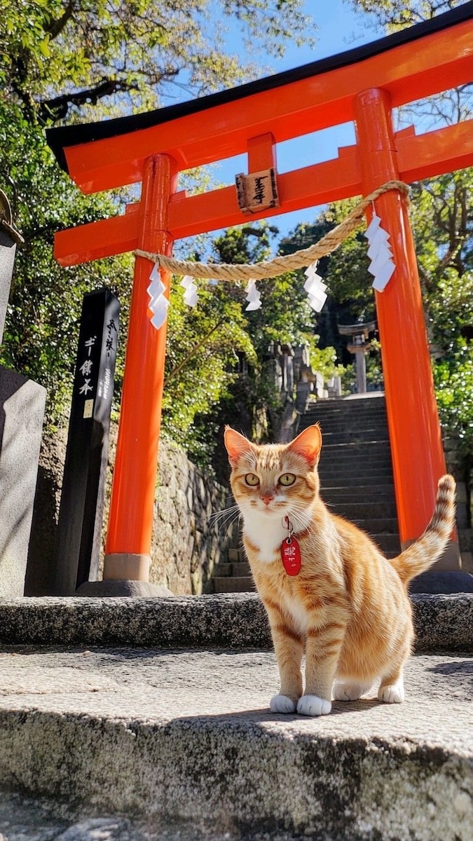 招き猫
