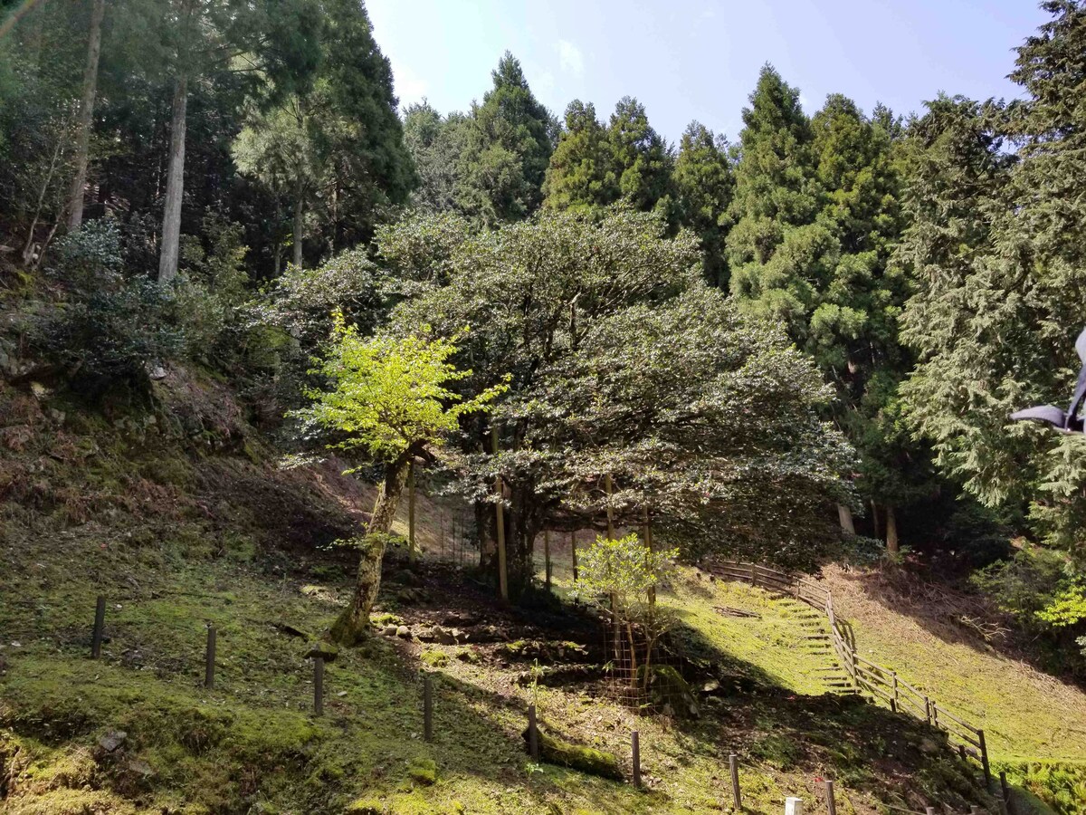 樹齢1200年の滝のツバキ【京都府】