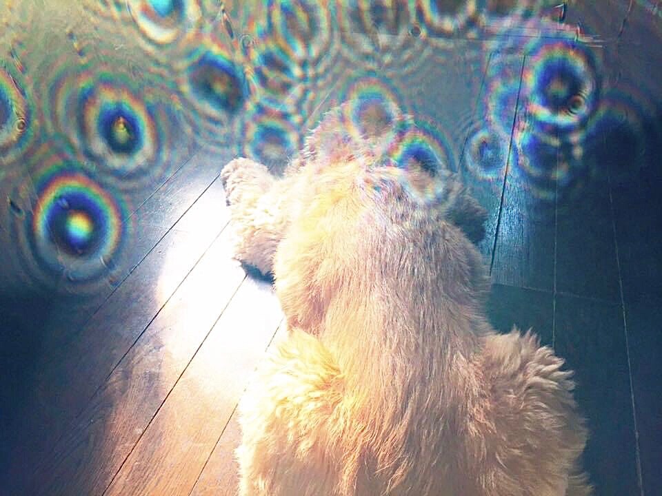 愛犬を撮ったらたくさんの虹が♡