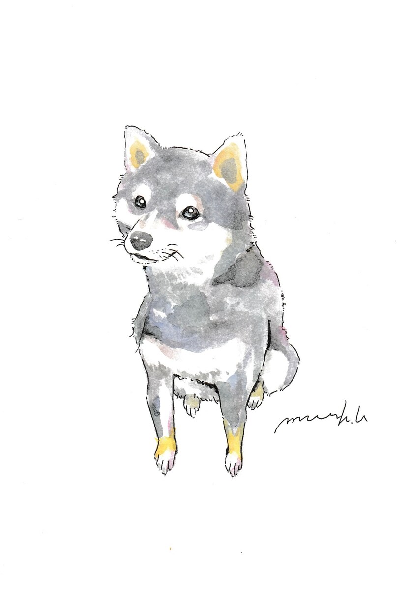 柴犬