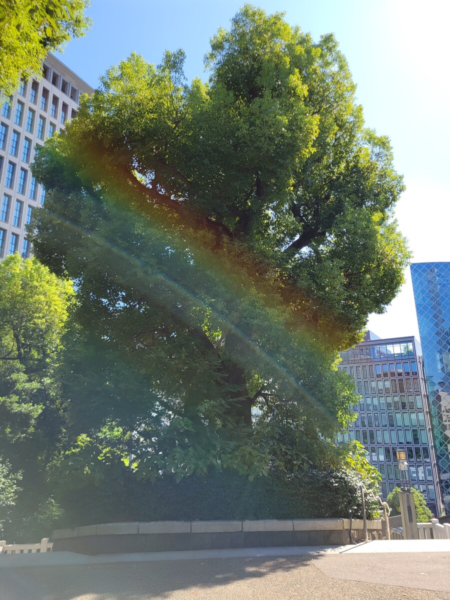 好きな神社の御神木と虹