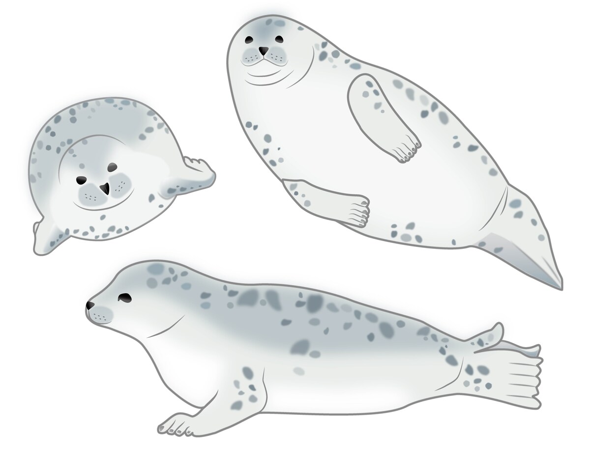 アザラシベクター形式イラスト