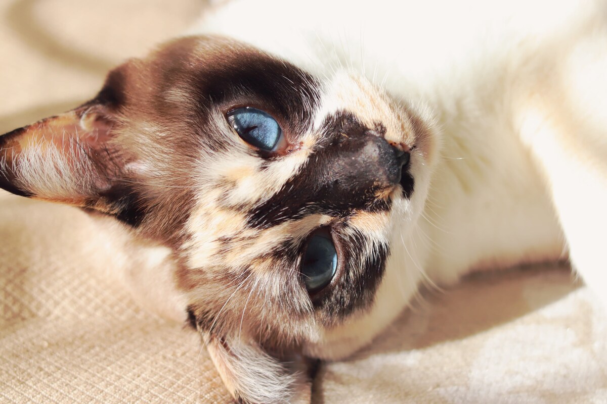 かわいいネコの写真