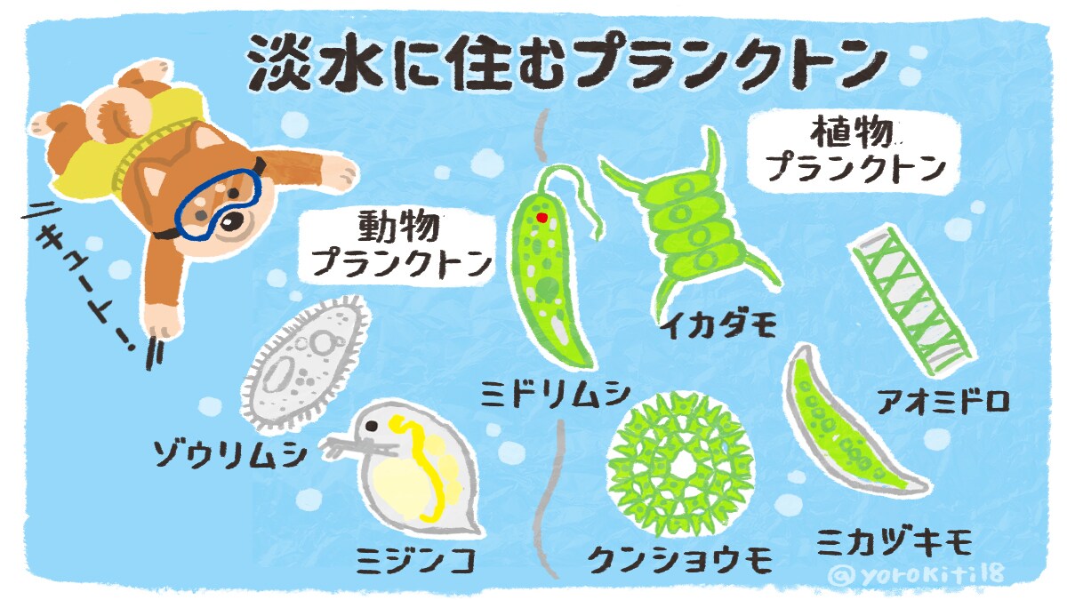 プランクトンの分類イラスト