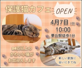 保護猫カフェOPEN