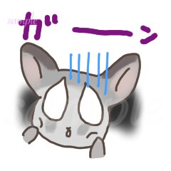 ショウガラゴ　ショック