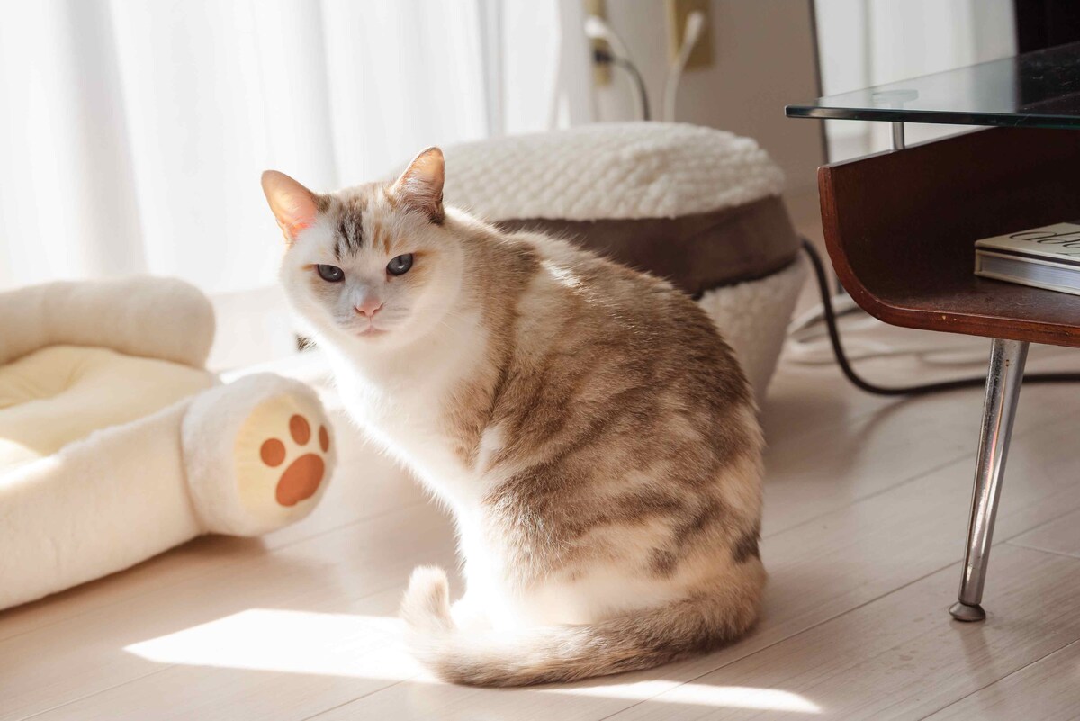 かわいいにゃんこ